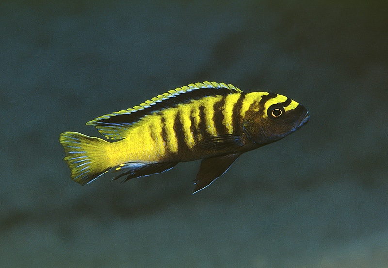 Chindongo flavus 'Chinyankwazi Island'